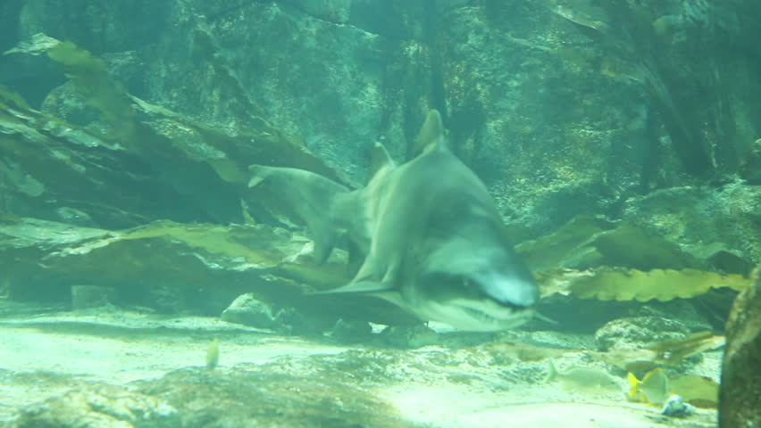 Shark in underwater wild life