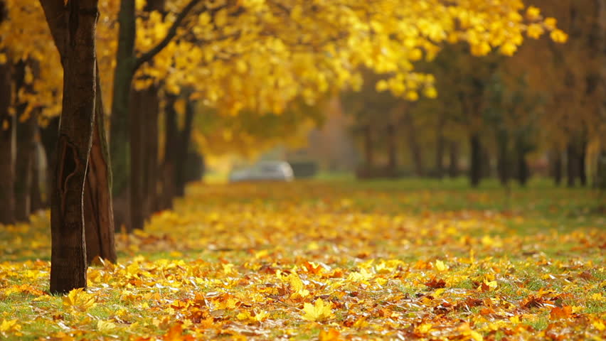 autumn city park