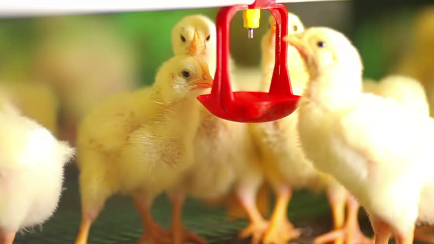 beautiful chickens at the farm