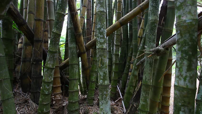 bamboo
