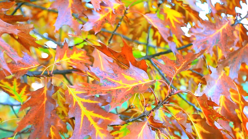 Oak leaves