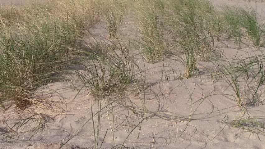 waving dune grass