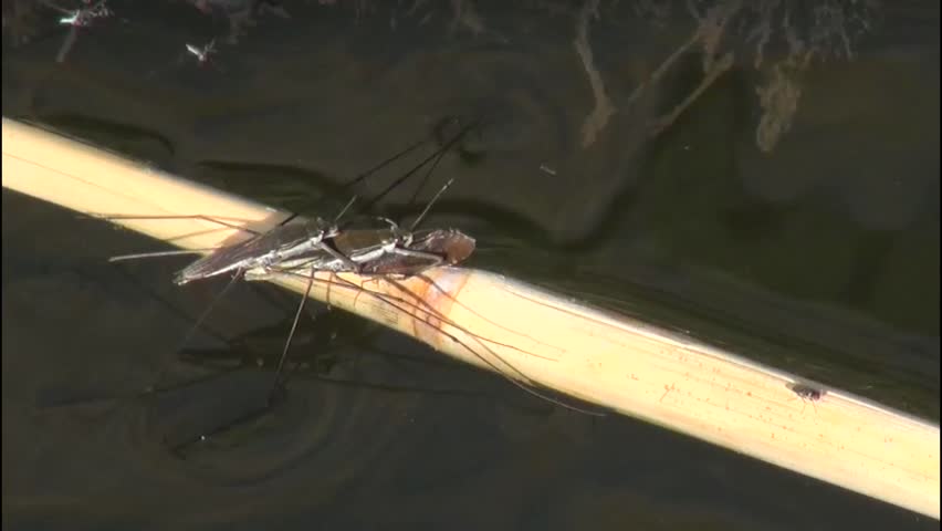 pond skater sitting on a branch