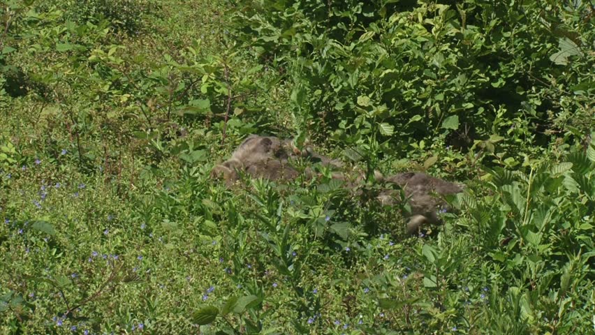greylag goose (anser anser) chicks grazing in natural habitat, adult emerges