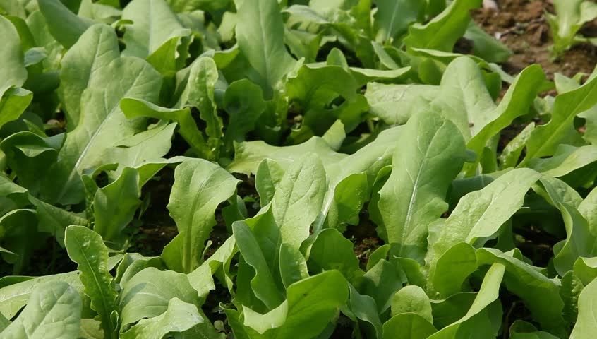 young asparagus lettuce field  
