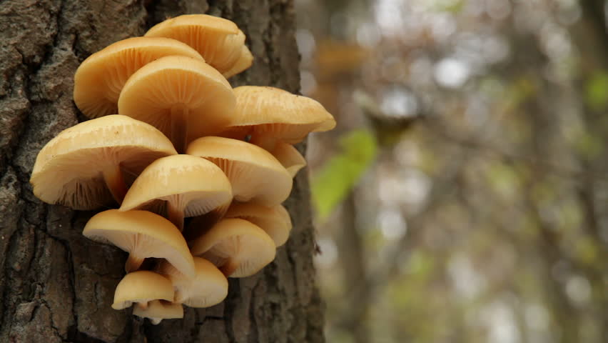 yellow mushrooms on a tree trunk in the autumn forest