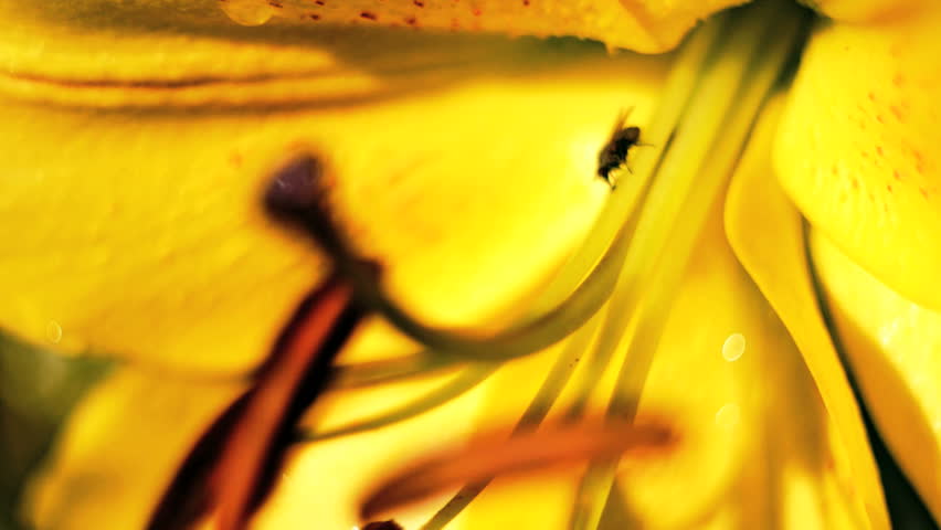 A fly crawls lilies in bud