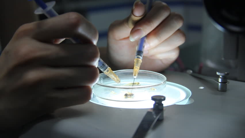 A girl is preparing of animal specimens.The bone specimen is hard to prepare.