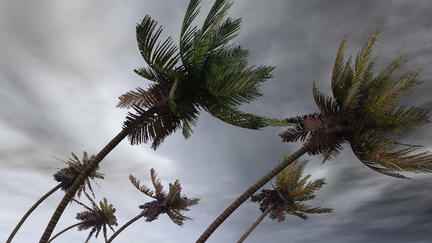 palms in hurricane