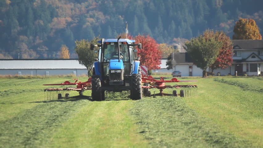 A farmer swathing or raking the hay/Swathing or Raking Hay/A farmer swathing or raking the hay, preparing it for bundling. 