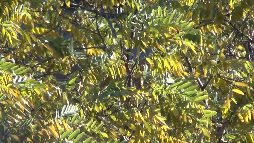 Acacia tree in autumn close-up
