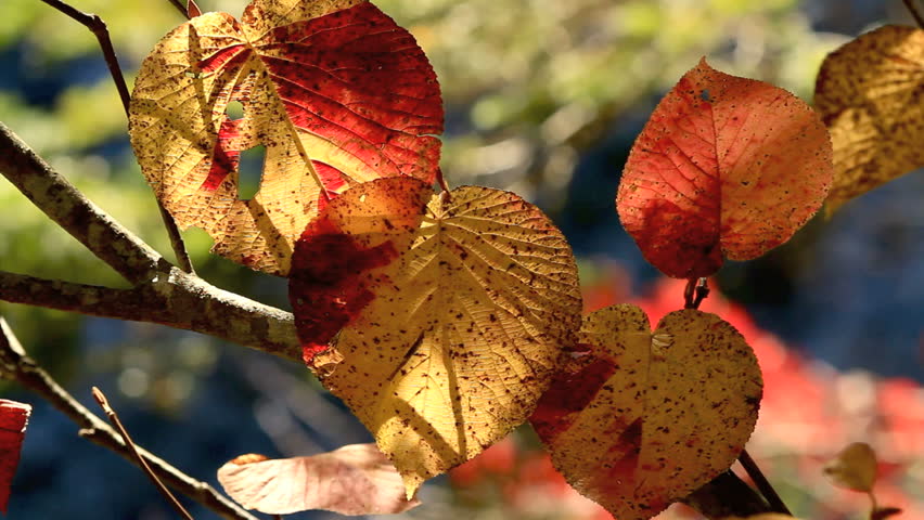 Autumn twig with mountain river in the background.
