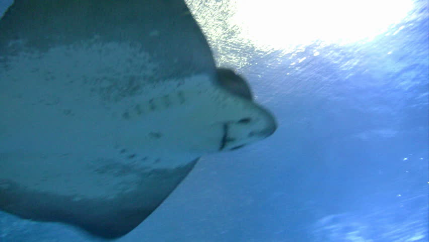 Stingray