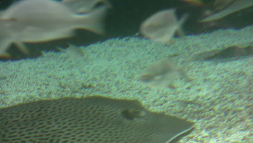 Stingray