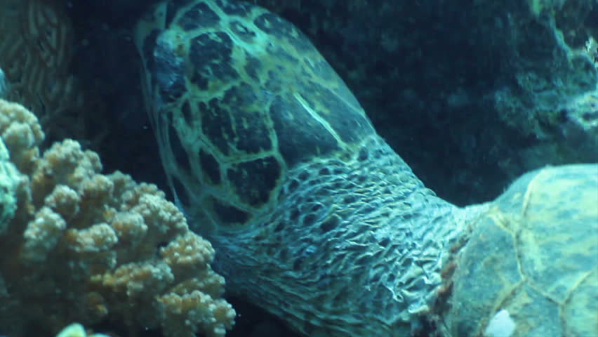 Hawksbill sea turtle (Eretmochelys imbricata) feeding corals in the Red Sea, Egypt. 