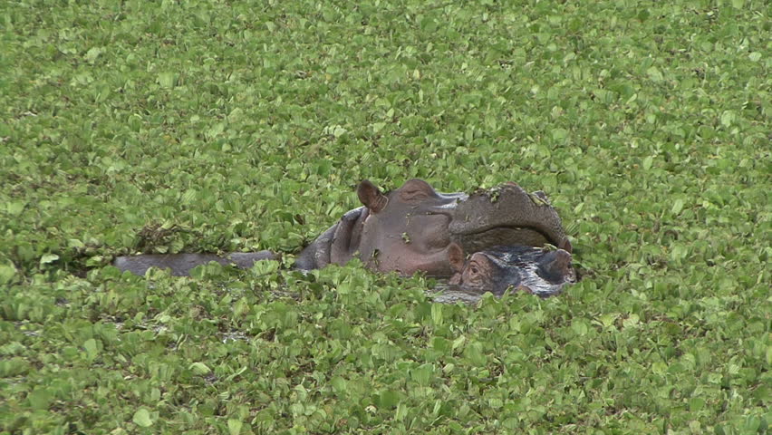 HIPPOPOTAMUS IN POND LETTUCE