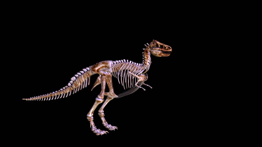 Tyrannosaurus Rex