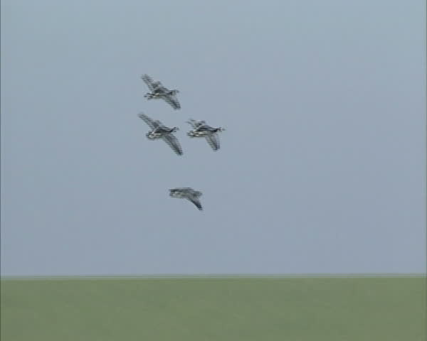 Migrating Barnacle goose (Branta leucopsis) in flight land behind a Dutch sea dike