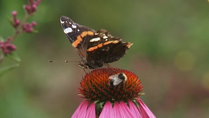Red Admiral (Vanessa Atalanta) butterfly and honeybee feed on nectar of echinacea purpurea 
