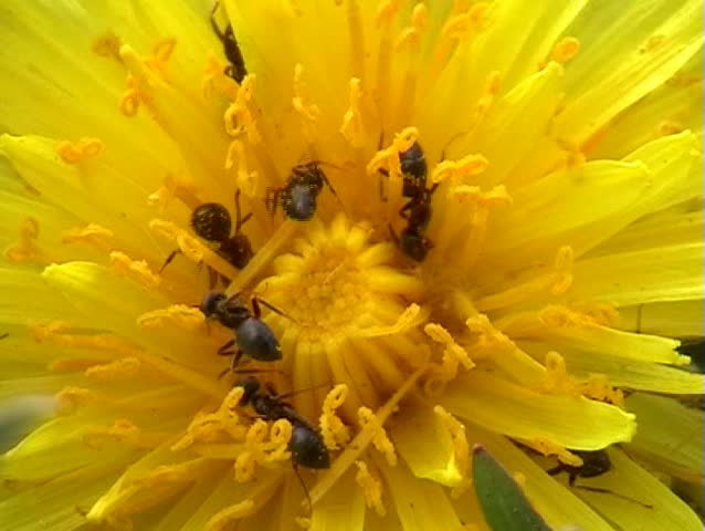 Ants, ant, dandelion, flower, petal, insects, plants, nature, life, macro,
