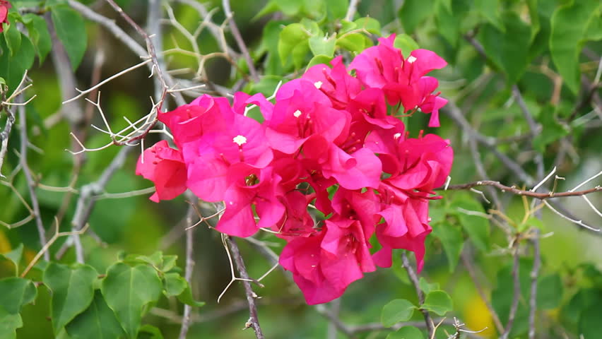 red flowers