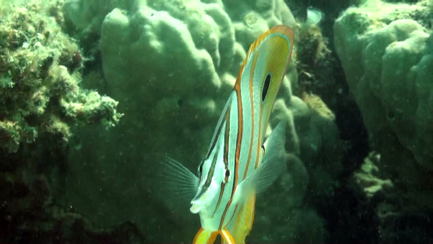 Amazing colorful butterfly fish on the great barrier reef Australia.