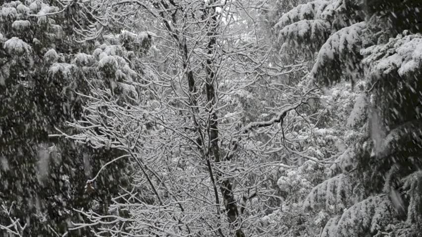 Snow falling in the forest of the Sierra foothills of Northern California