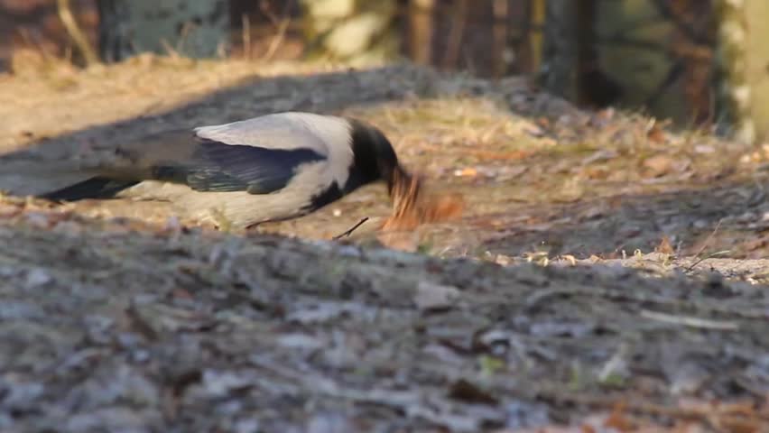 bird gathers twigs