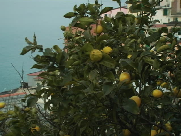 Lemon trees in the Italian Riviera.
