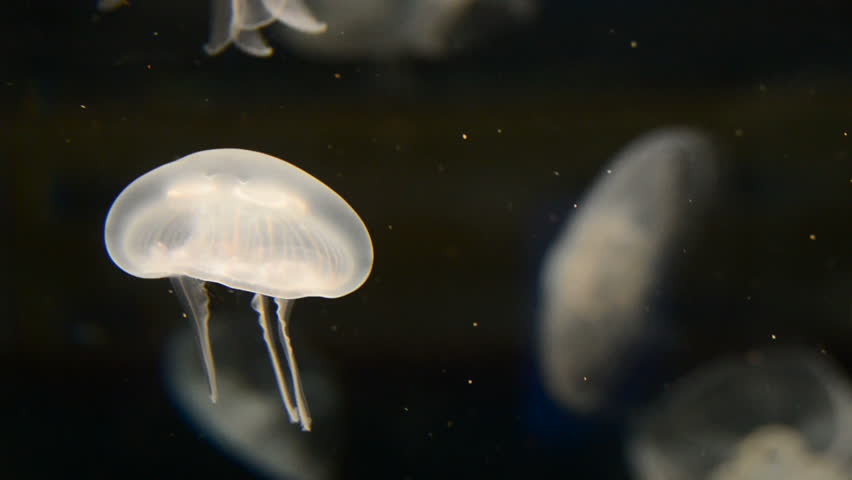 Jellyfish, Aurelia aurita, swimming in a water tank
