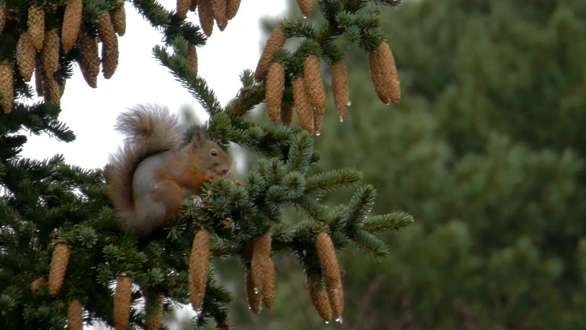 A wide shot of a squirrel and a bird eating some pine cones on top of a fir branch after a real heavy downpour.