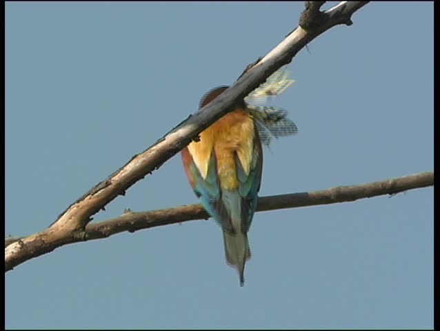 Bee-eater with prey animal, swallowtail