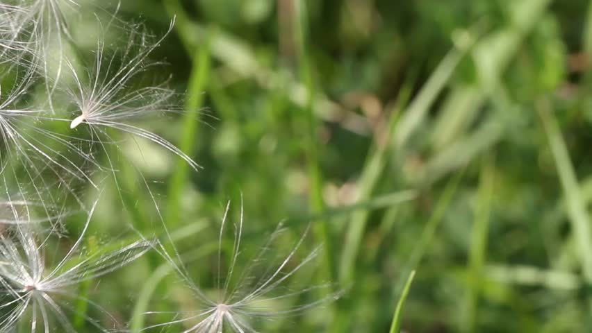 pollen blowing with the wind