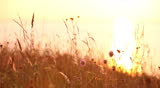 Detail of a beautiful meadow in summertime.