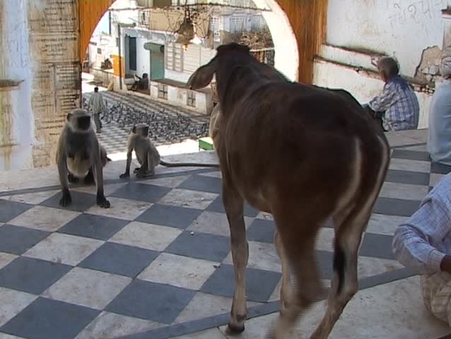 Cow and monkeys in Hindu temple