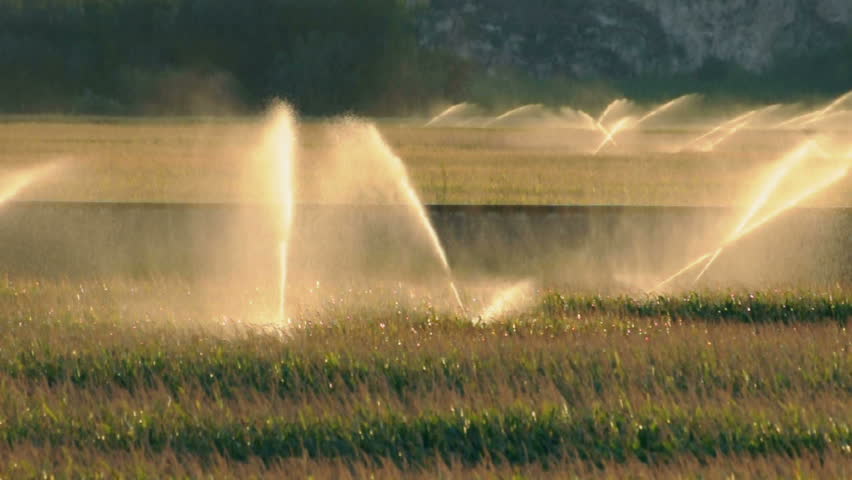 Irrigation systems on sunset. Corn plantation