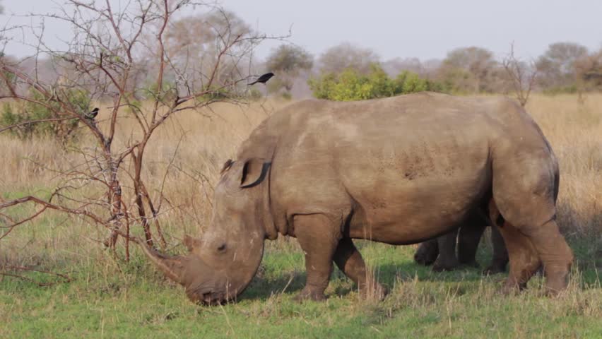 Rhino and kid grazing close up