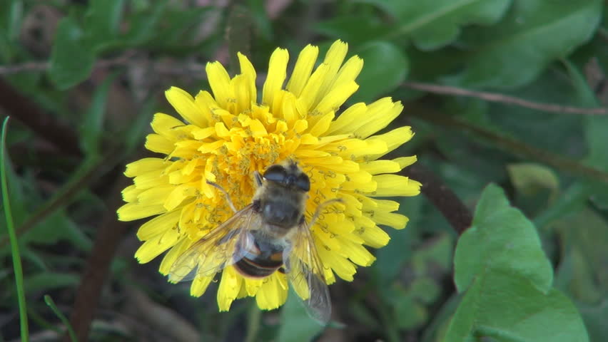 Bee Pollinating a Mountain Flower, Macro, Bee Pollinating a Dandelion 