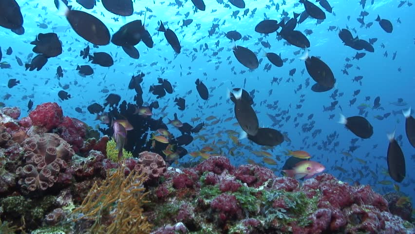 Coral Reef