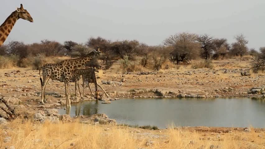 Giraffe at a waterhole in Etosha, Namibia