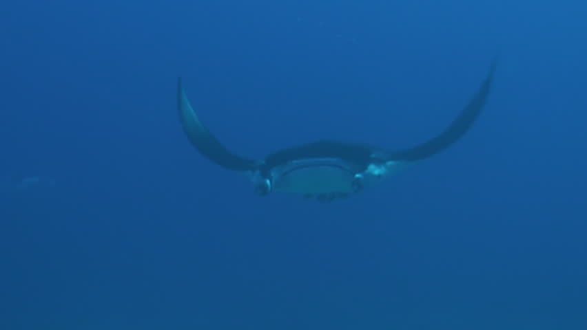 Manta Ray gliding over diver