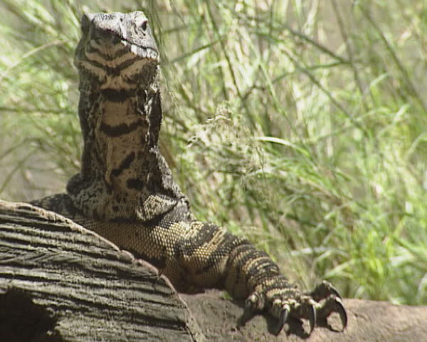 Goanna (Varanus varius) monitor lizard - medium shot  -  Lace Monitor with black and yellow bands extending under the chin and neck