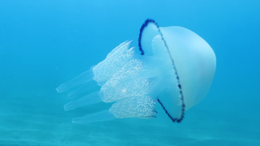 Jellyfish