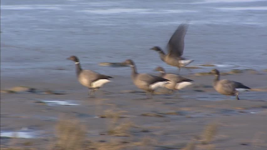brant goose or brent goose (Branta bernicla ) wintering at the Wadden Sea