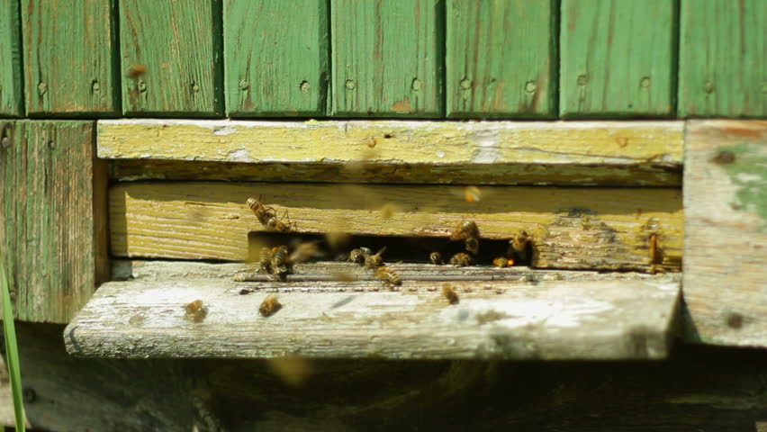 Group of honeybees flying into a beehive