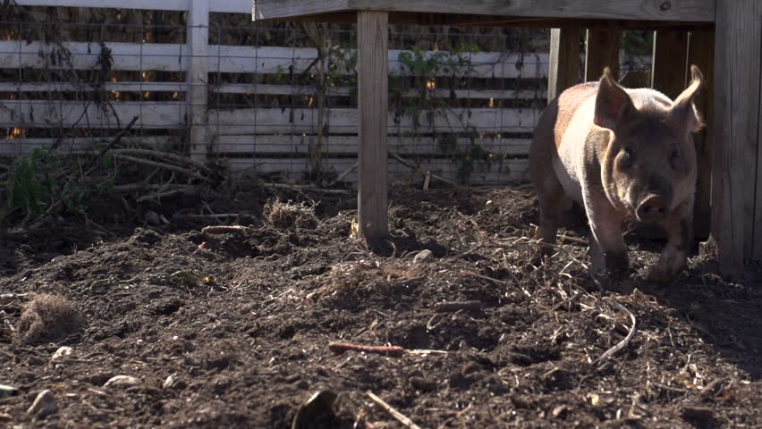 Pig running at camera in slow motion