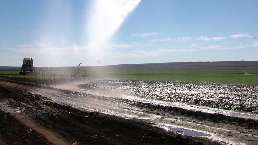 Pivot irrigation in progress on a wheat farm.
