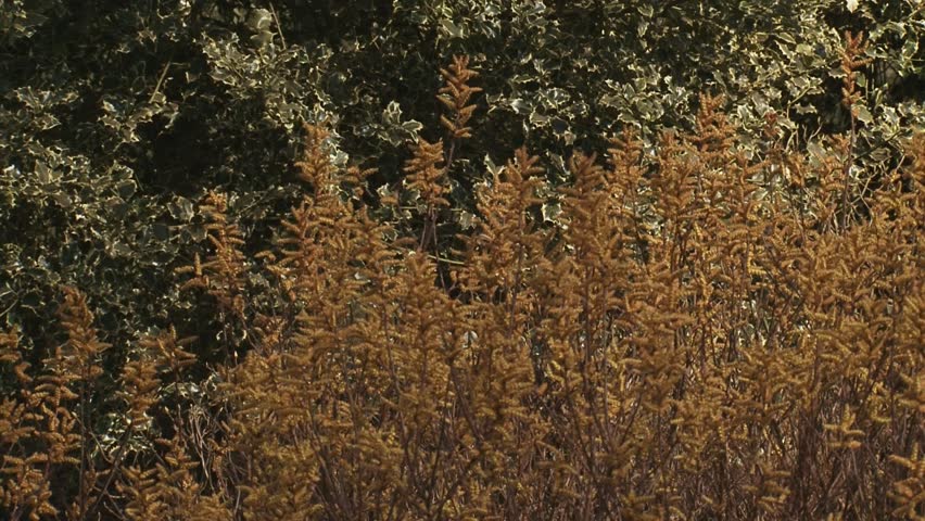 pan + hold Bog Myrtle, Sweet Gale (Myrica gale). Bog myrtle produces essential oil which has rich medicinal value.