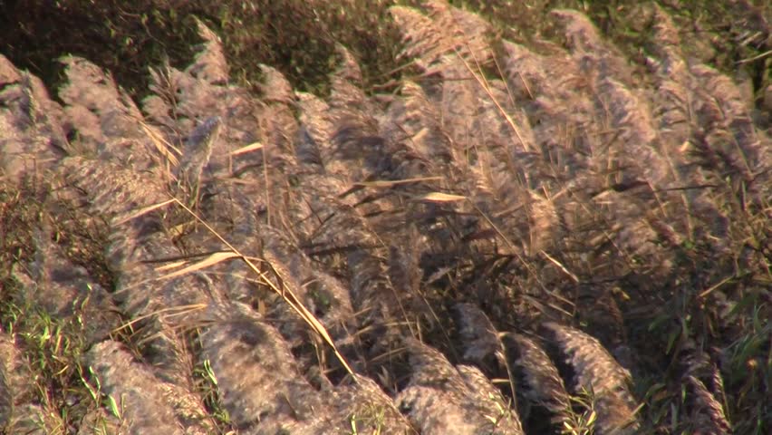 swaying reeds