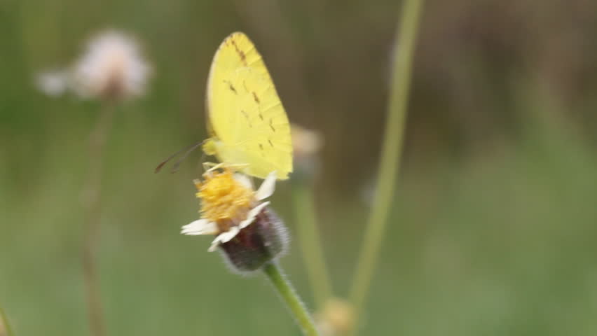 Close up of small grass yellow (Eurema brigitta) butterfly feeding on flower